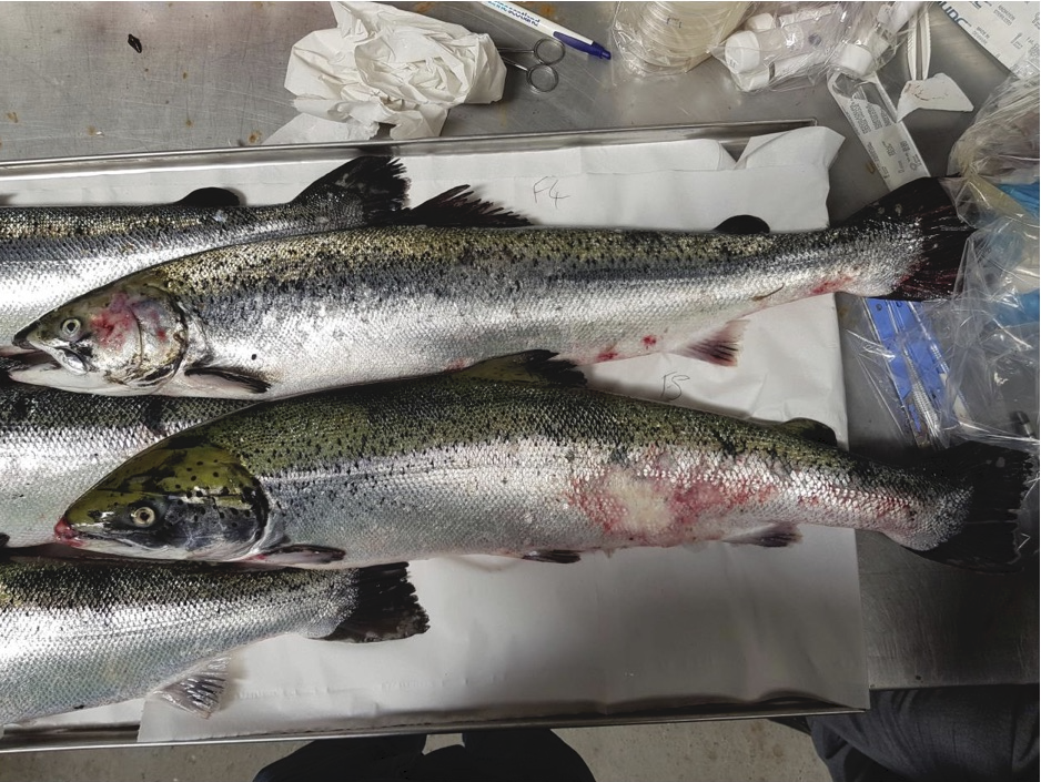 fish photos