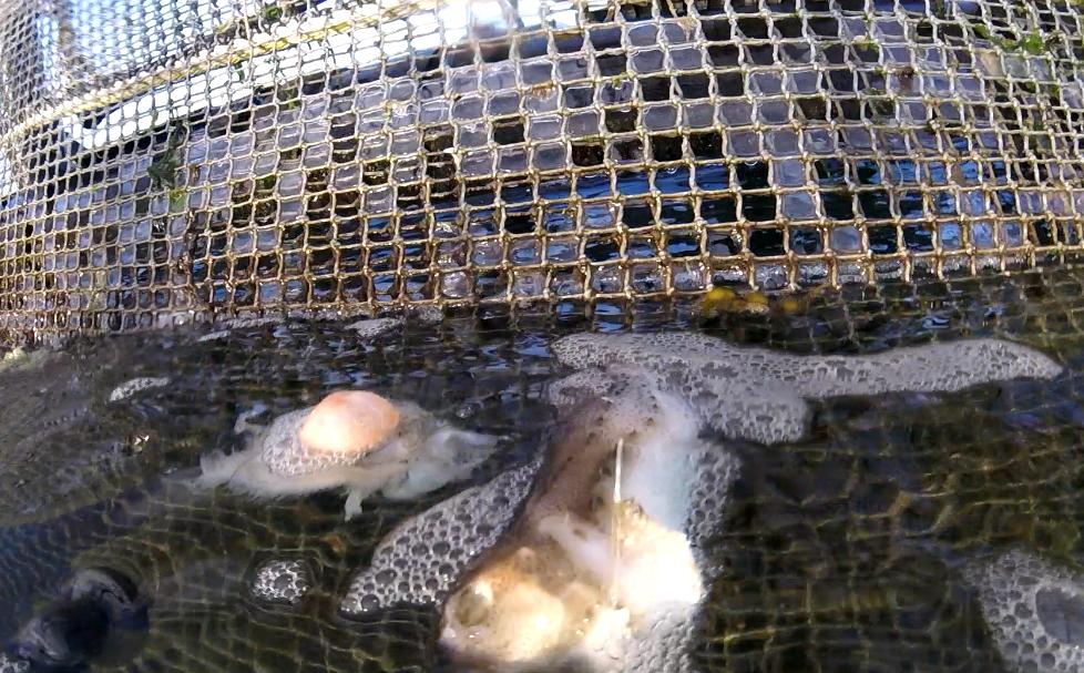 fish
