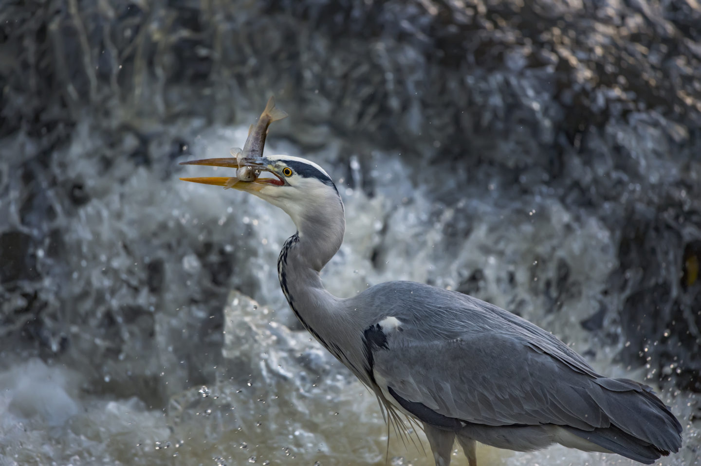 bird